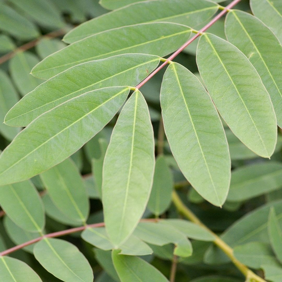 Amirtha Vennai: The Timeless Elixir of Well-being and Balance