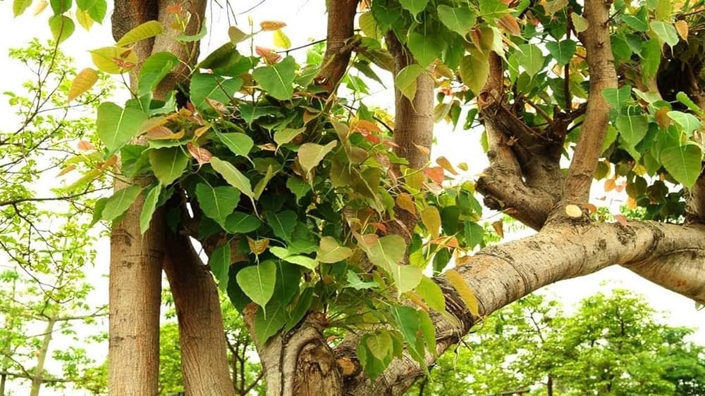 Arasampattai Powder: Unlocking Medicinal Marvels for Mouth Ulcers, Skin Infections, Scabies, Female Genital Disorders, and More