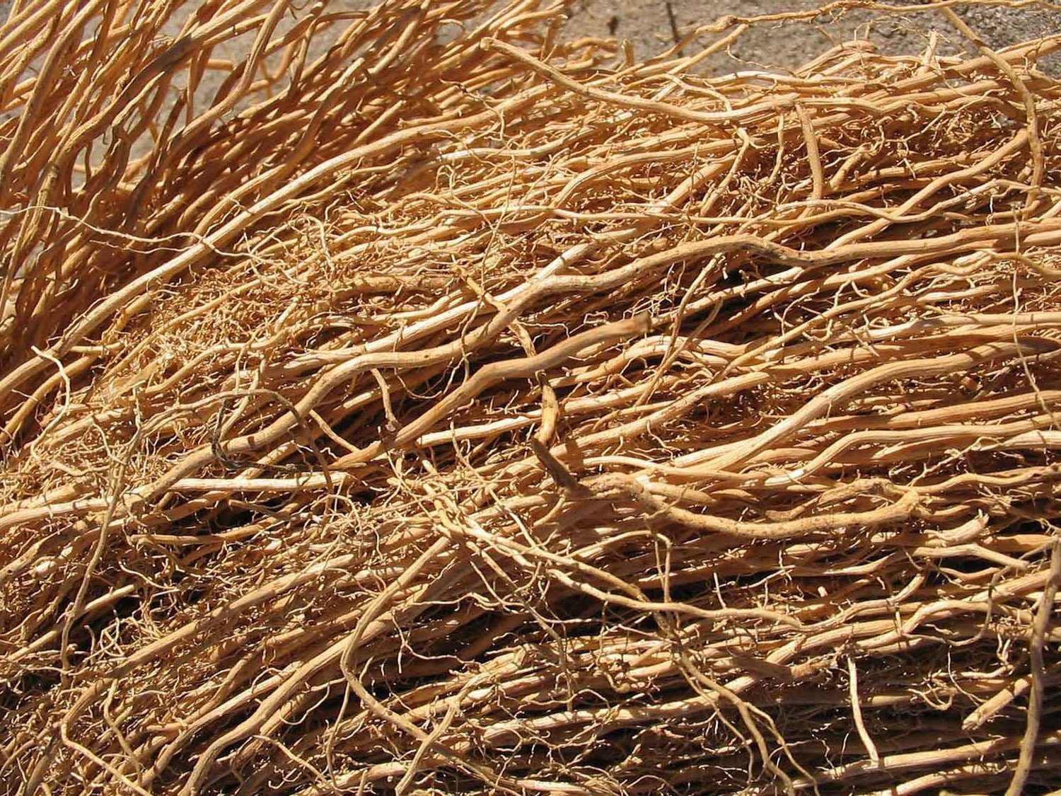 Exploring Vetiver: Harnessing Nature's Healing Touch for Beauty and Well being
