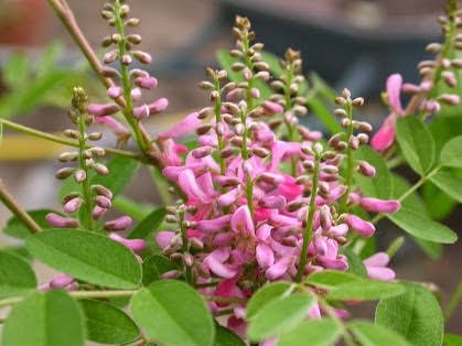 Neeli Avuri Capsules: A Comprehensive Guide to Their Benefits, Uses, and Importance