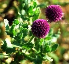The Ark Mundi Tonic: Unlocking the Secrets of Holistic Wellness