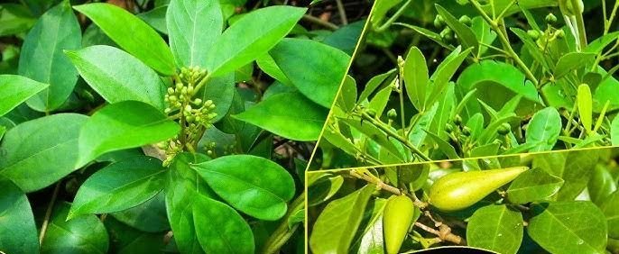THE HEALTH BENEFITS AND USES OF SAKKARAI KOLLI CHOORNAM
