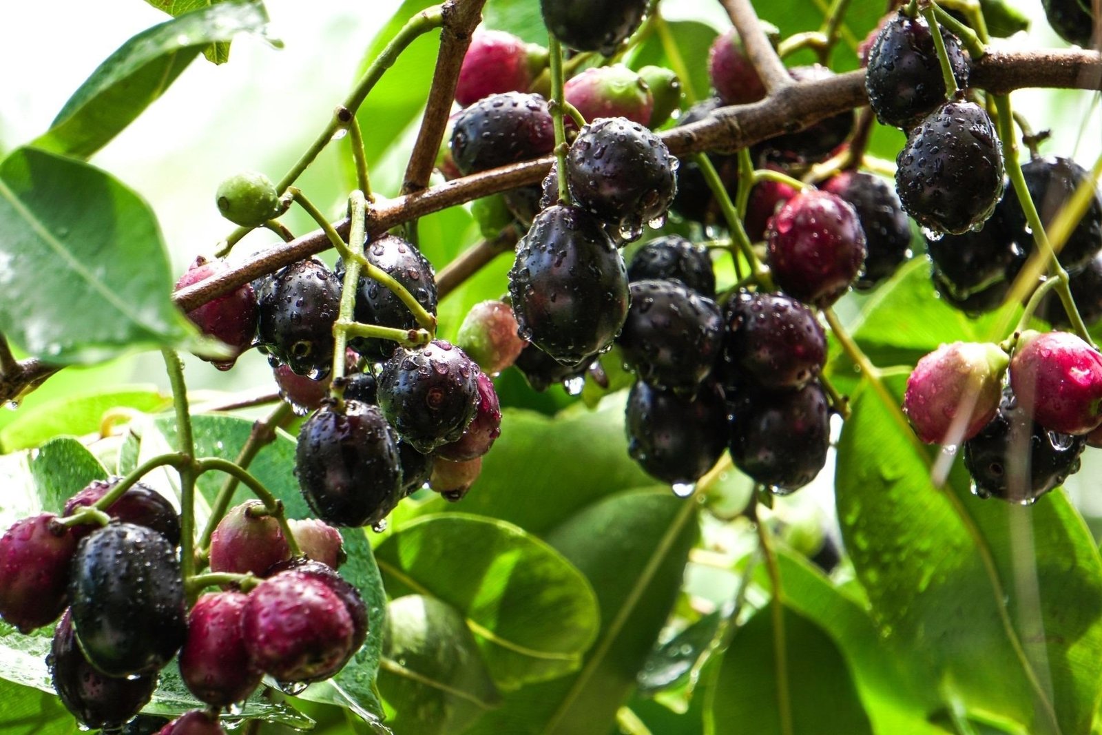 The Sweet Secret: Exploring the Health Benefits of Jammun Honey