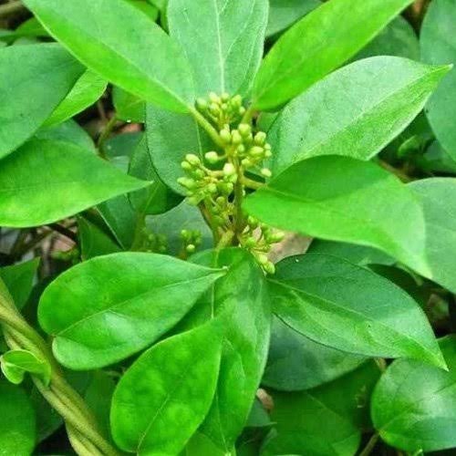 Unlocking the Health Benefits of Capsules (Sirukurinjan): Nature’s Gift for Wellness