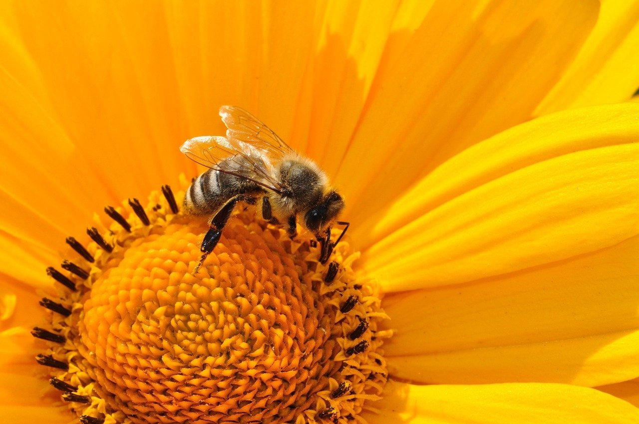 Unveiling the Sweetness of Kashmiri Honey: A Culinary and Medicinal Delight